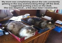 cat filing system