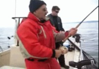 sea lion vs fisher man