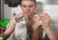 Kissa haluaisi voileipää