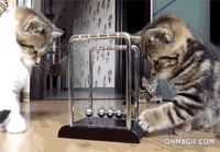 Kissat opiskelevat fysiikkaa