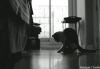 Kissa ja hiiri Tango esitys