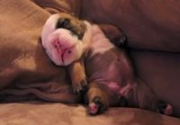 Englanninbulldogin pentu näkee unia