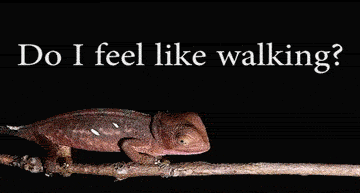 Kävelemisen vaikeus - Kameleontilla