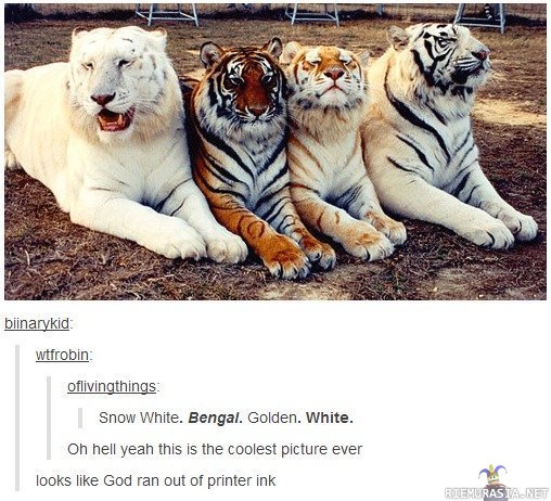 Erivärisiä tiikereitä