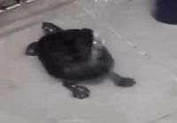 Kilpikonnan suihkuhetki