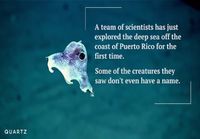 Syvän meren eläimiä Puerto Ricon rannikolla