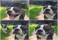 Koiran hymy hyytyy
