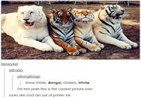 Erivärisiä tiikereitä
