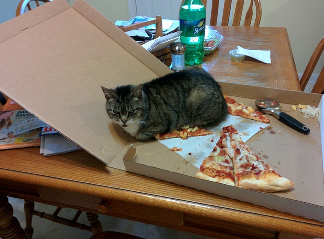 Pizzassa oli ananasta - Kissa ei tykkää ananaksesta pizzassa ja kostaa sen isännälleen