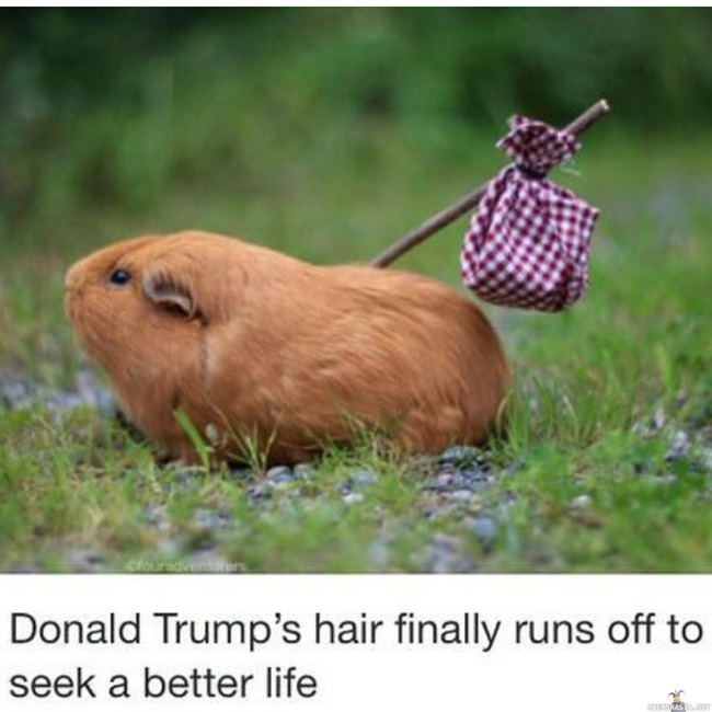 Donald Trumpin tukka paremman elämän perässä - Tukka otti lopputilin ja lähti tien päälle