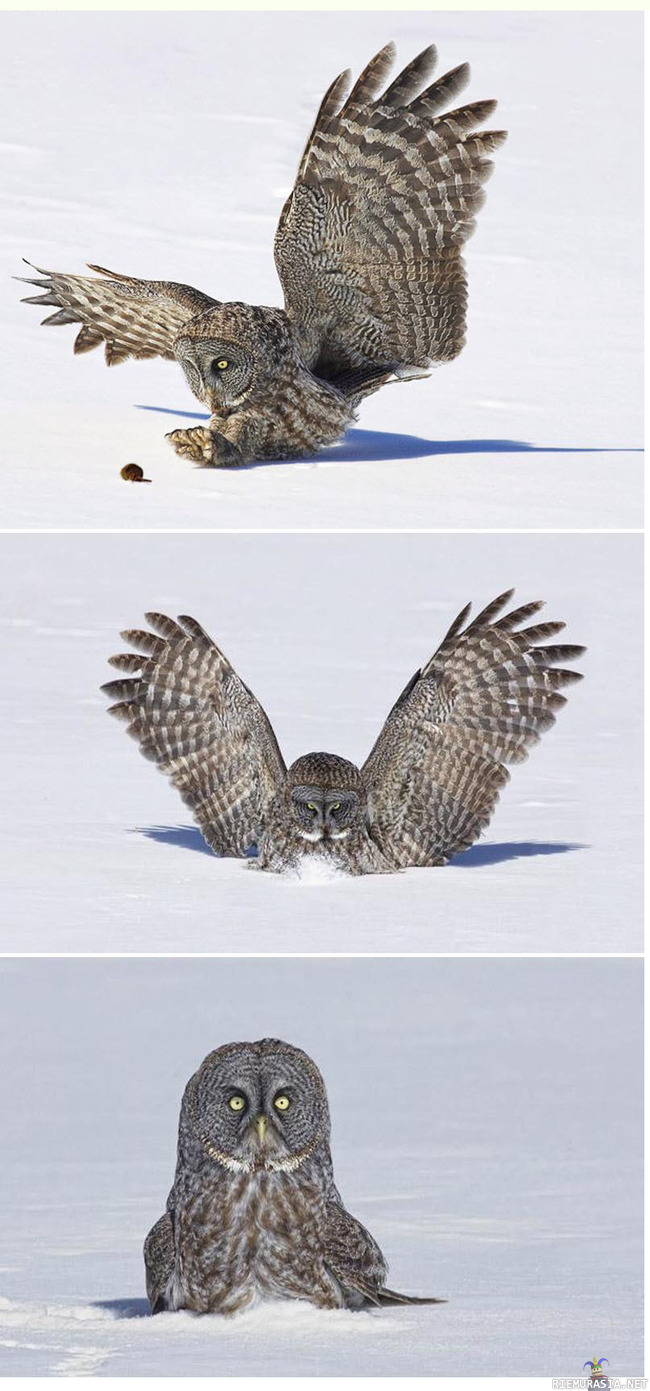 Owl - O__O