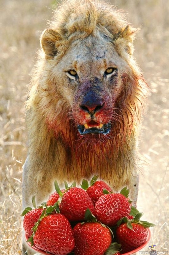 I love strawberries - Mansikkakausi alkanut taas, tämä sen kunniaksi.