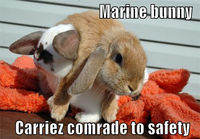 Marine bunny