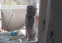 Kissa haluaa sisälle