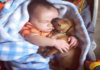 Koira ja Vauva nukkuu