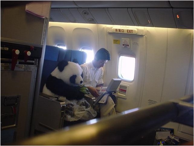 Panda - mukava matkakaveri!