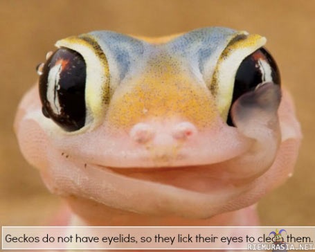 Gekkojen silmät - Gekoilla ei ole silmäluomia joten silmien puhdistaminen hoituu kielen avulla