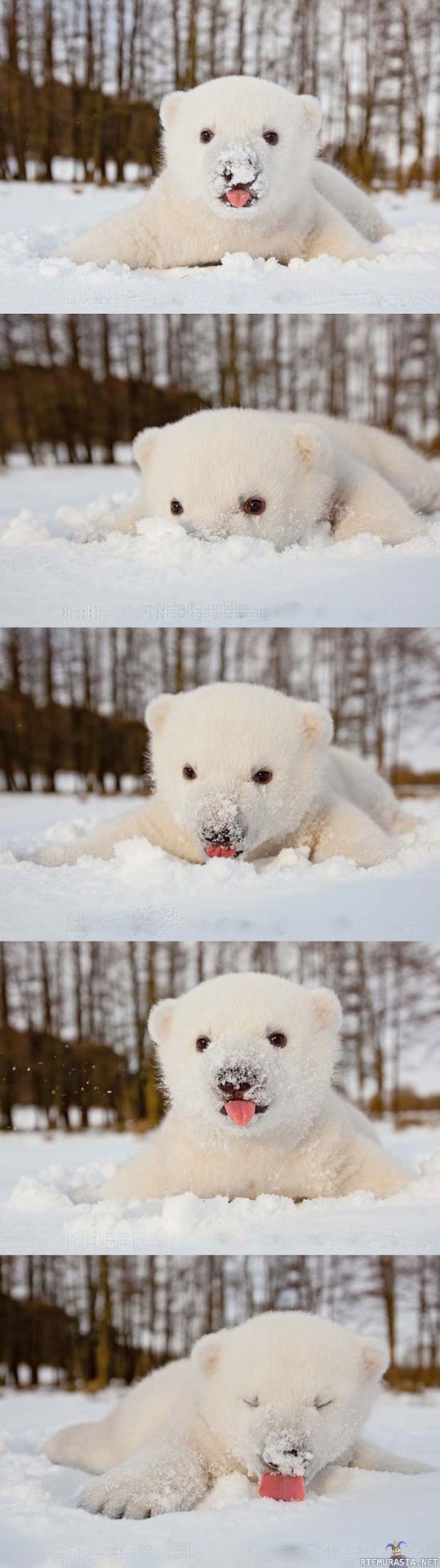 Jääkarhun vauva