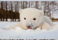 Jääkarhun vauva