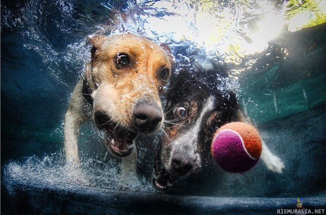 Koirat - Koirat sukeltaa pallon perään =D