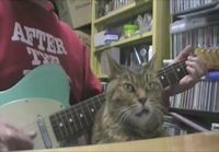 Kissa ja kitaristi