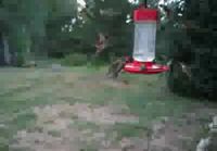 Kolibri-invaasio