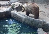 Karhu pelastaa Variksen