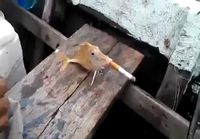 Kala polttelee tupakkia