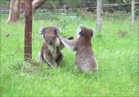 Taistelevat Koalat