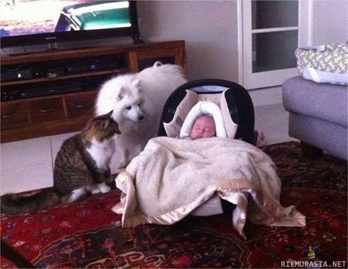 Suojelusenkelit - kissa ja koira vauvan parhaat kaverit
