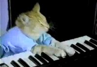 Cat Plays A Piano