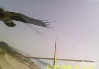 Raven Attacks RC Plane