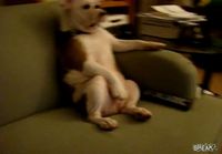 English Bulldog Sitting On A Sofa