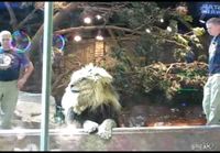 Lion Attacks Trainer At MGM Las Vegas