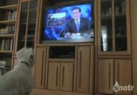 Dog's Excited To See Himself on The Colbert Report