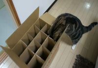 The box which Maru can\'t enter
