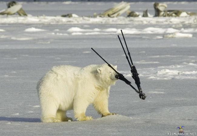 Jääkarhu - kamerajalusta
