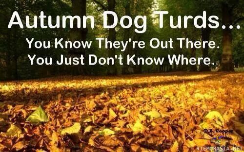 Koirankakat syksyllä - siellä ne jossain on..