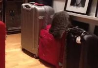 Kissa ja matkalaukut