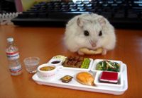 Hamsterin illallinen