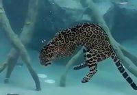 Jaguaari uiskentelemassa