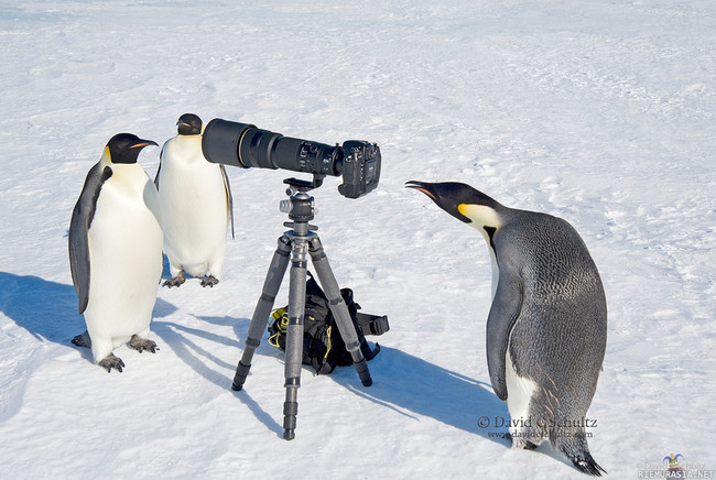Pingviinikuvaaja testailee kameransa asetuksia - Voi himpura sentään, ISO-asetus on ihan persiillään..