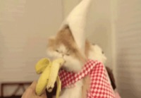 I sure love my bananas t. cat
