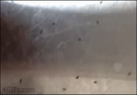 Muurahaiset satimessa