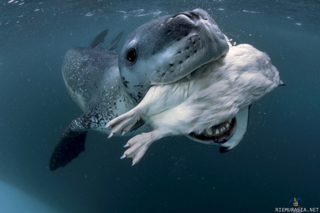 Paul Nicklen photo - Paul Nicklen is the name and taking photos is the game.