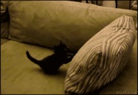 Kissa tyynyllä