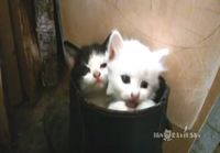 Kissanpennut ämpärissä