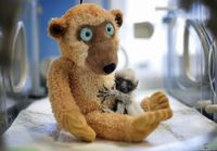 Orphaned lemur