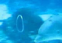 Delfiini leikkii kuplilla