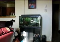 Kissa Vs. Akvaario